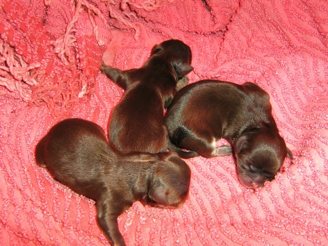 d'Acca Larentia - Chihuahua - Portée née le 22/02/2009