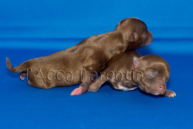 d'Acca Larentia - Chihuahua - Portée née le 23/06/2012