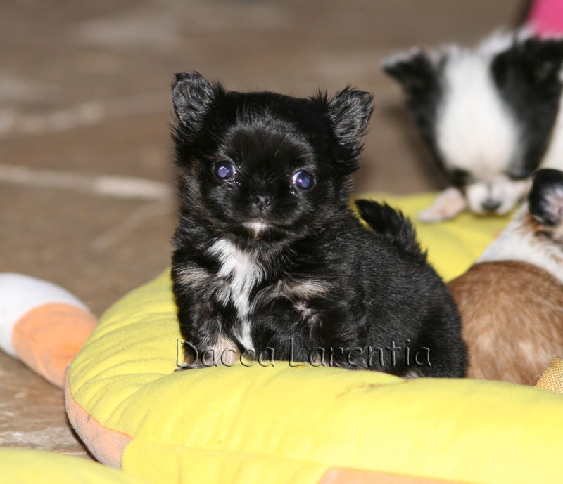 d'Acca Larentia - Chihuahua - Portée née le 14/12/2013