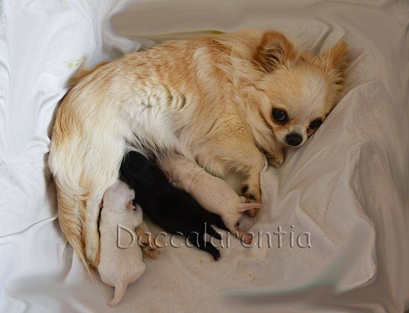 d'Acca Larentia - Chihuahua - Portée née le 26/07/2020