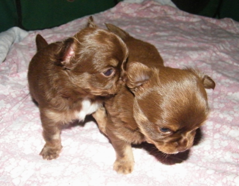 d'Acca Larentia - Chihuahua - Portée née le 31/08/2009