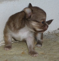 CHIOT