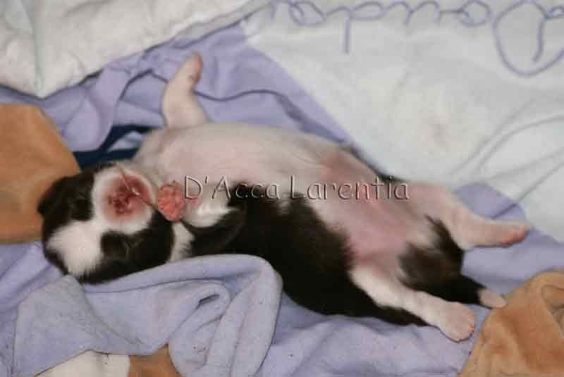 d'Acca Larentia - Chihuahua - Portée née le 21/07/2015