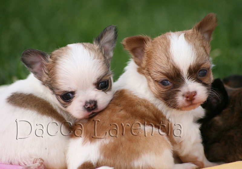 d'Acca Larentia - Chihuahua - Portée née le 20/05/2013