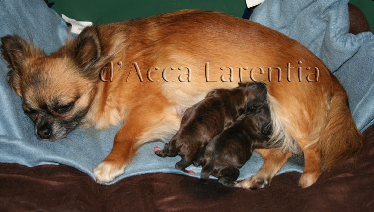 d'Acca Larentia - Chihuahua - Portée née le 26/04/2012