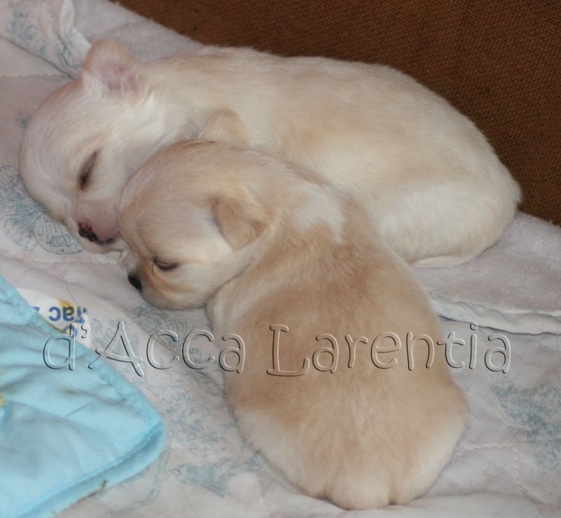 d'Acca Larentia - Chihuahua - Portée née le 13/07/2012