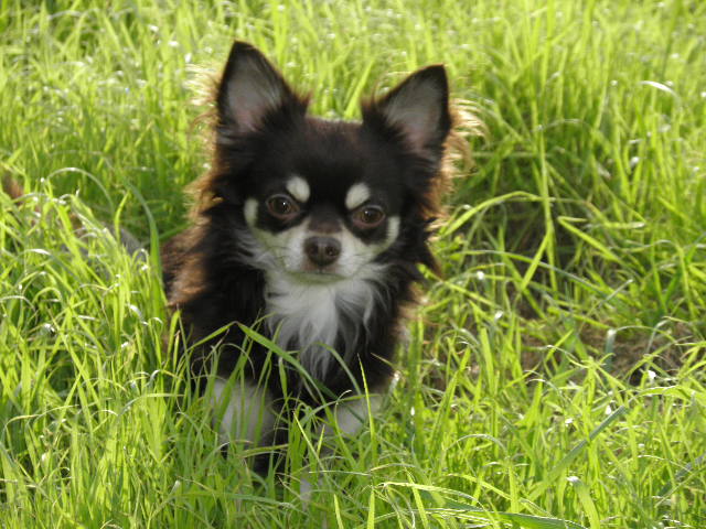 Elky d'Acca Larentia