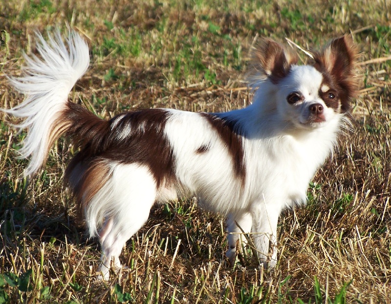 Fahro french kiss d'Acca Larentia