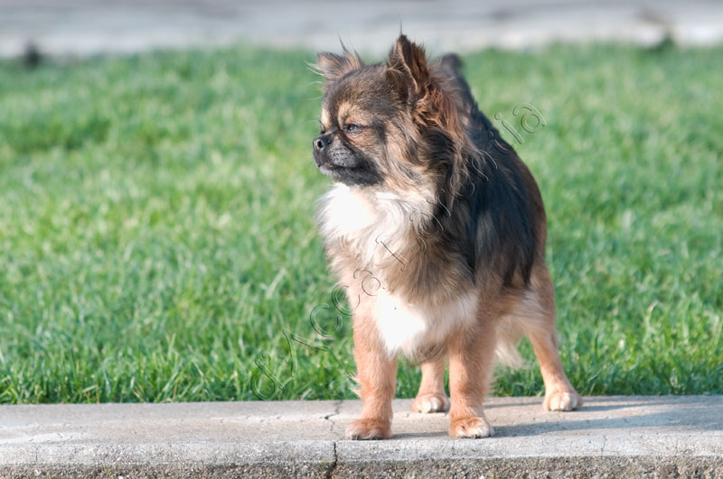 Fidjy d'Acca Larentia