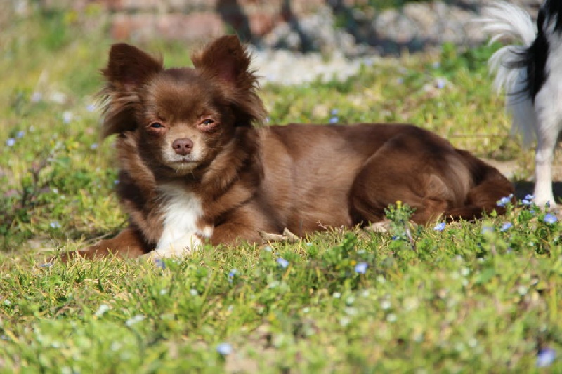 Fée de l'effet d'Acca Larentia