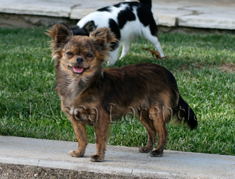 blue chi's Gaety