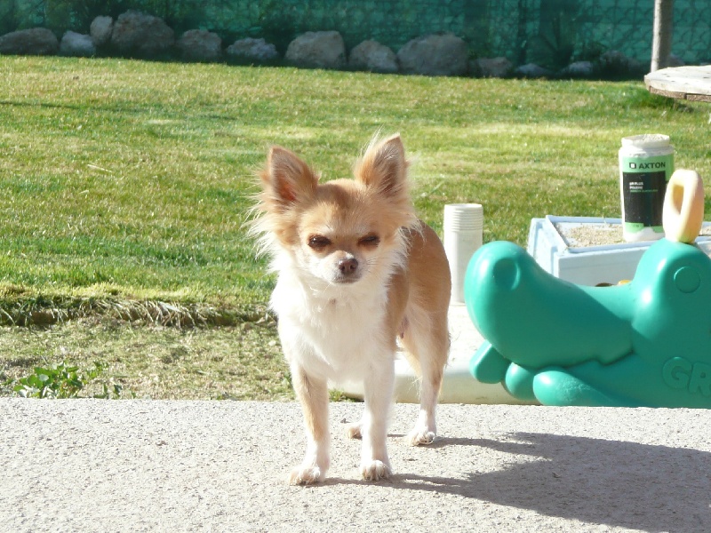 Djenny d'Acca Larentia