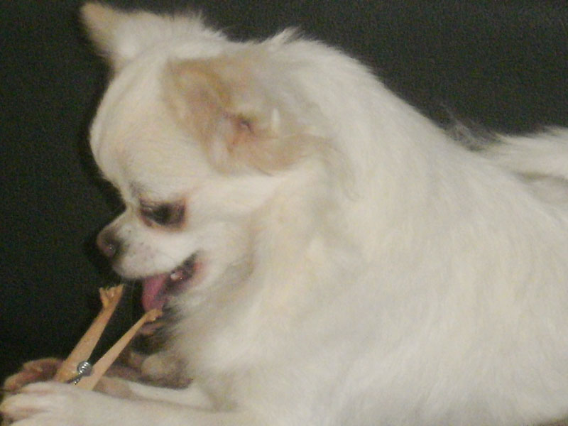 Gioia bella d'Acca Larentia