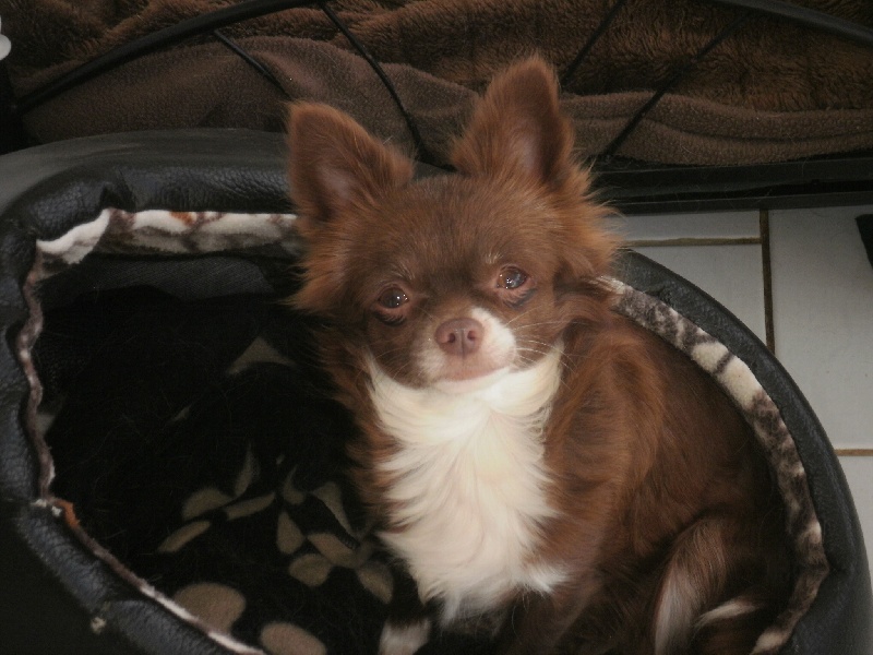 Fiora d'Acca Larentia