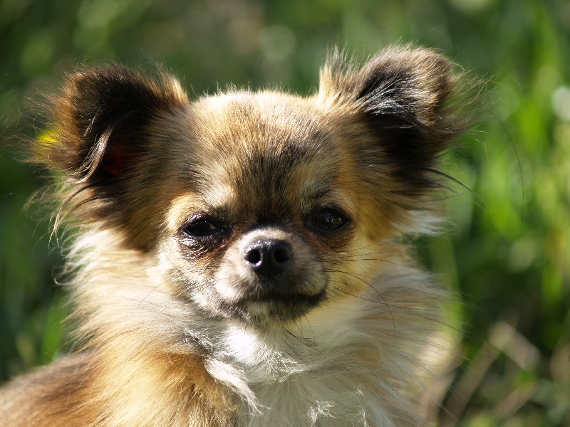 Hey you pikachu d'Acca Larentia