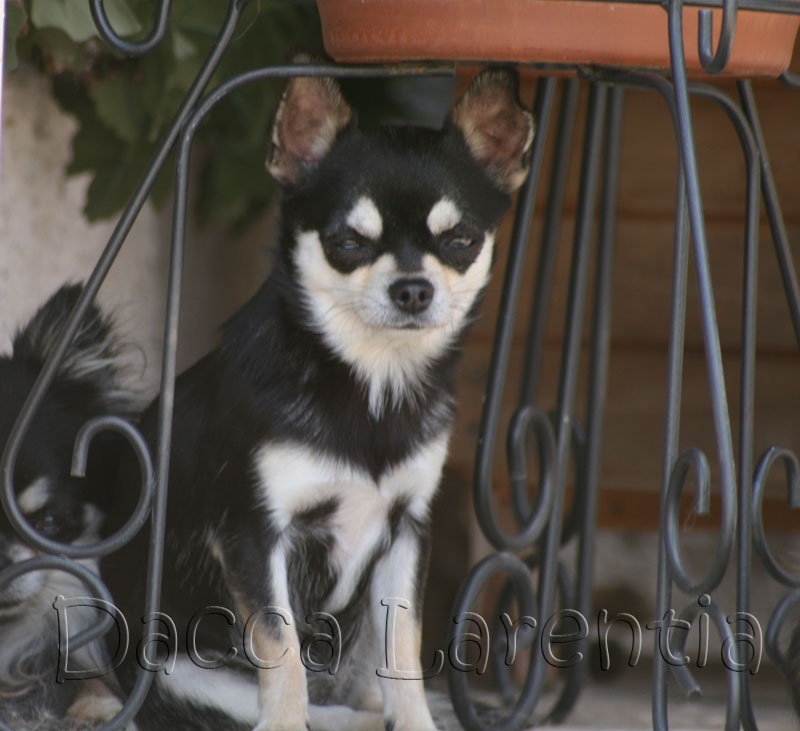 Hanoï d'Acca Larentia