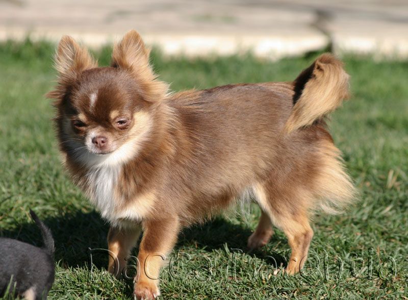 Ioko d'Acca Larentia