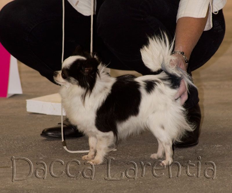 Flicka d'Acca Larentia
