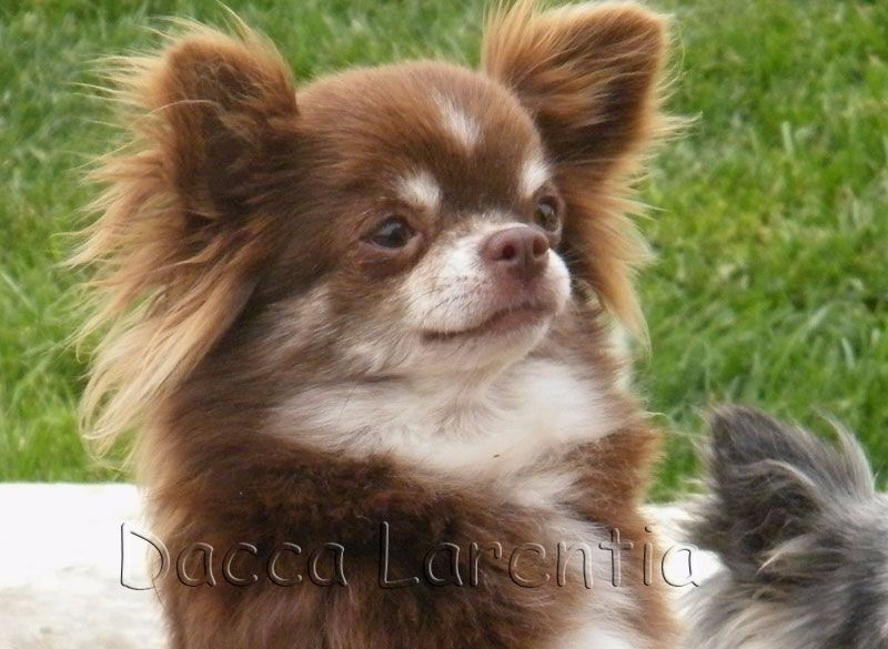 Gipsy d'Acca Larentia