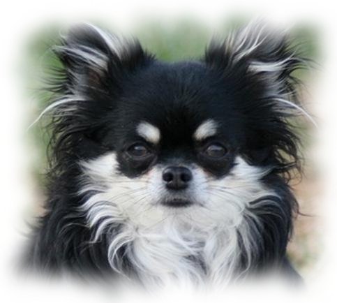 Blacki d'Acca Larentia