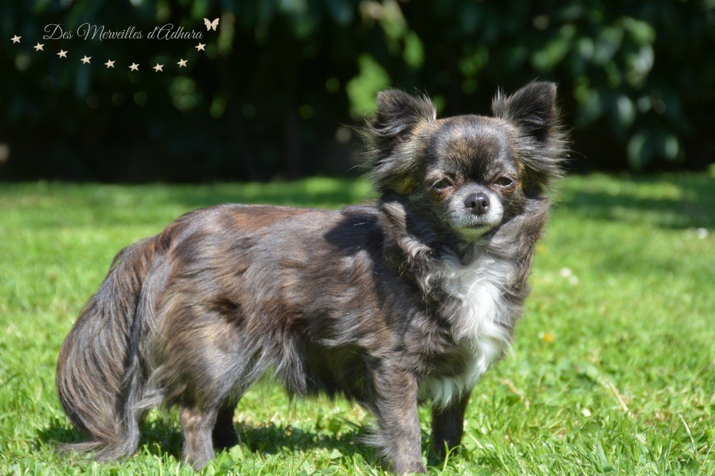 Java d'Acca Larentia