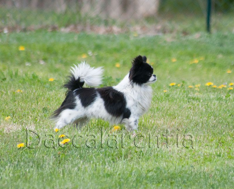 Molly d'Acca Larentia