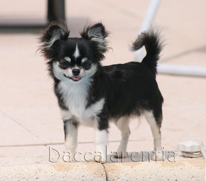 Niky d'Acca Larentia