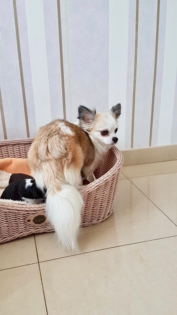 Lilou d'Acca Larentia