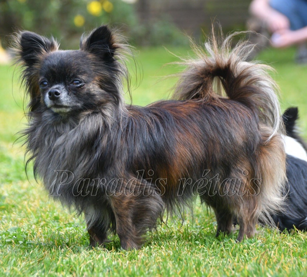 Nils d'Acca Larentia