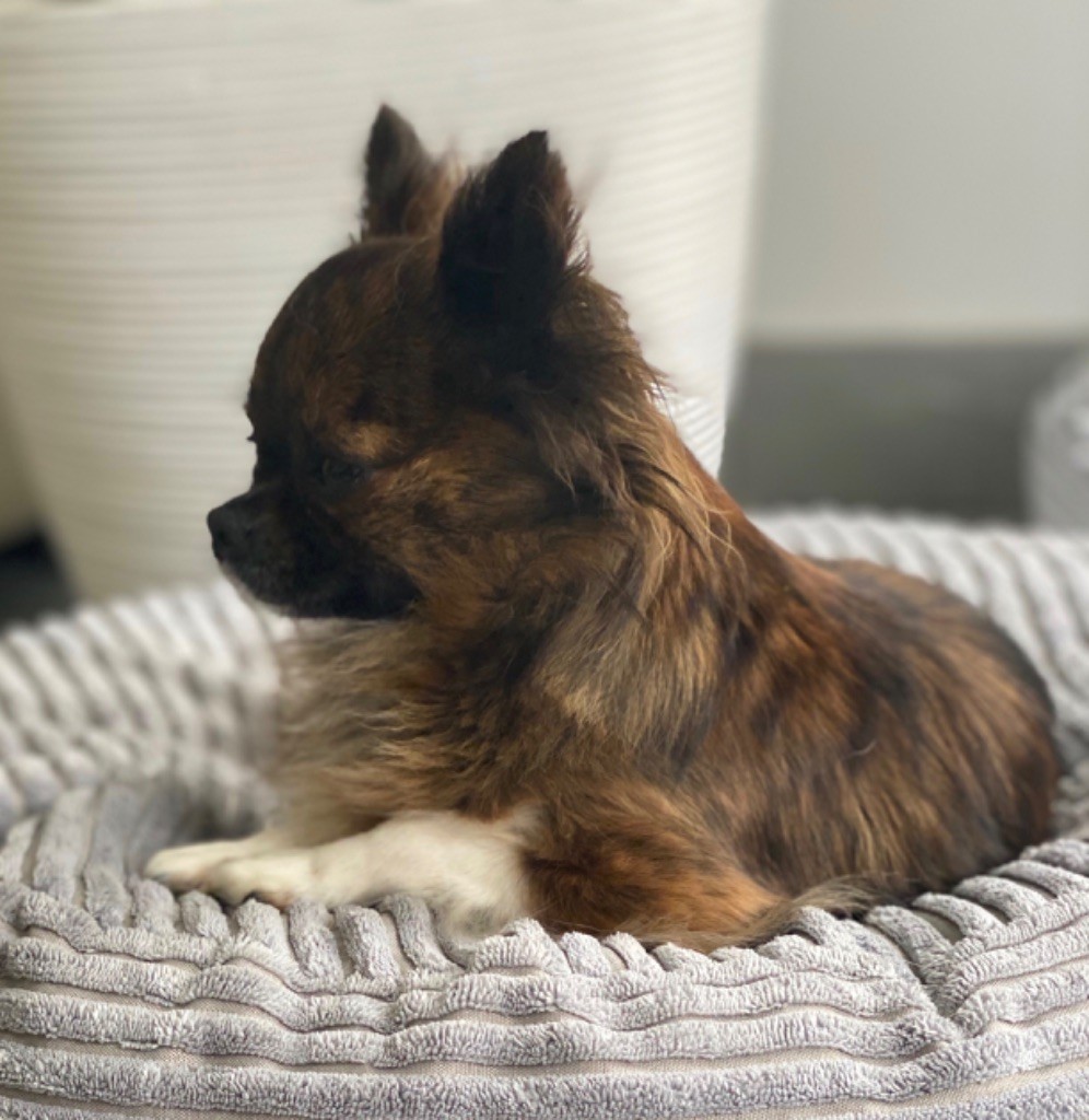 Octavia d'Acca Larentia