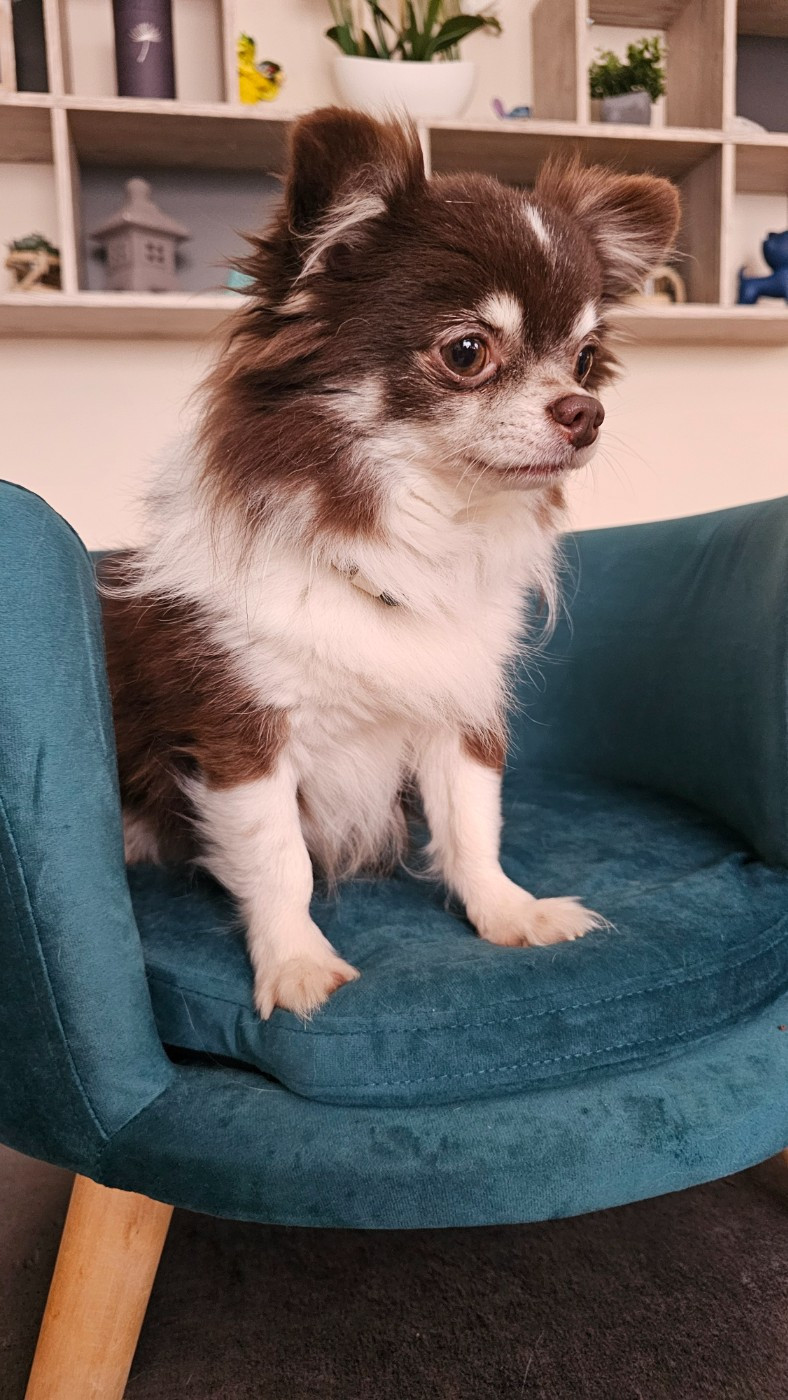 Odor d'Acca Larentia