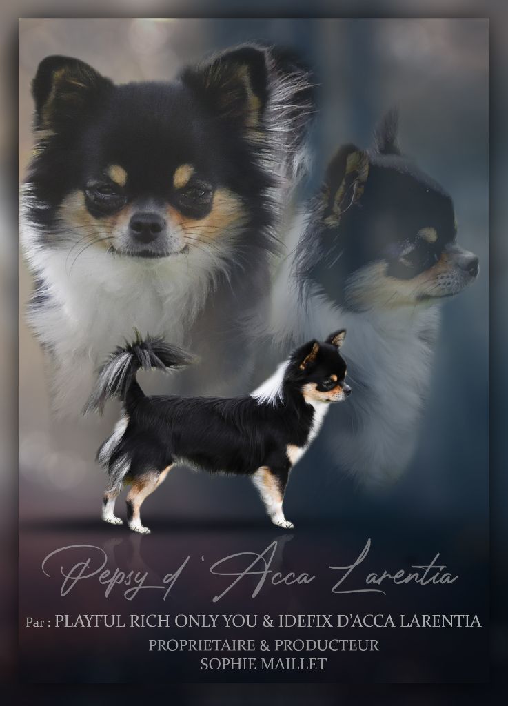 Pepsy d'Acca Larentia