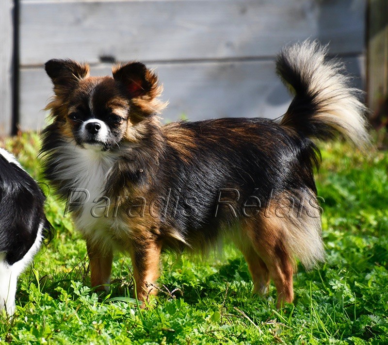 Roxie d'Acca Larentia