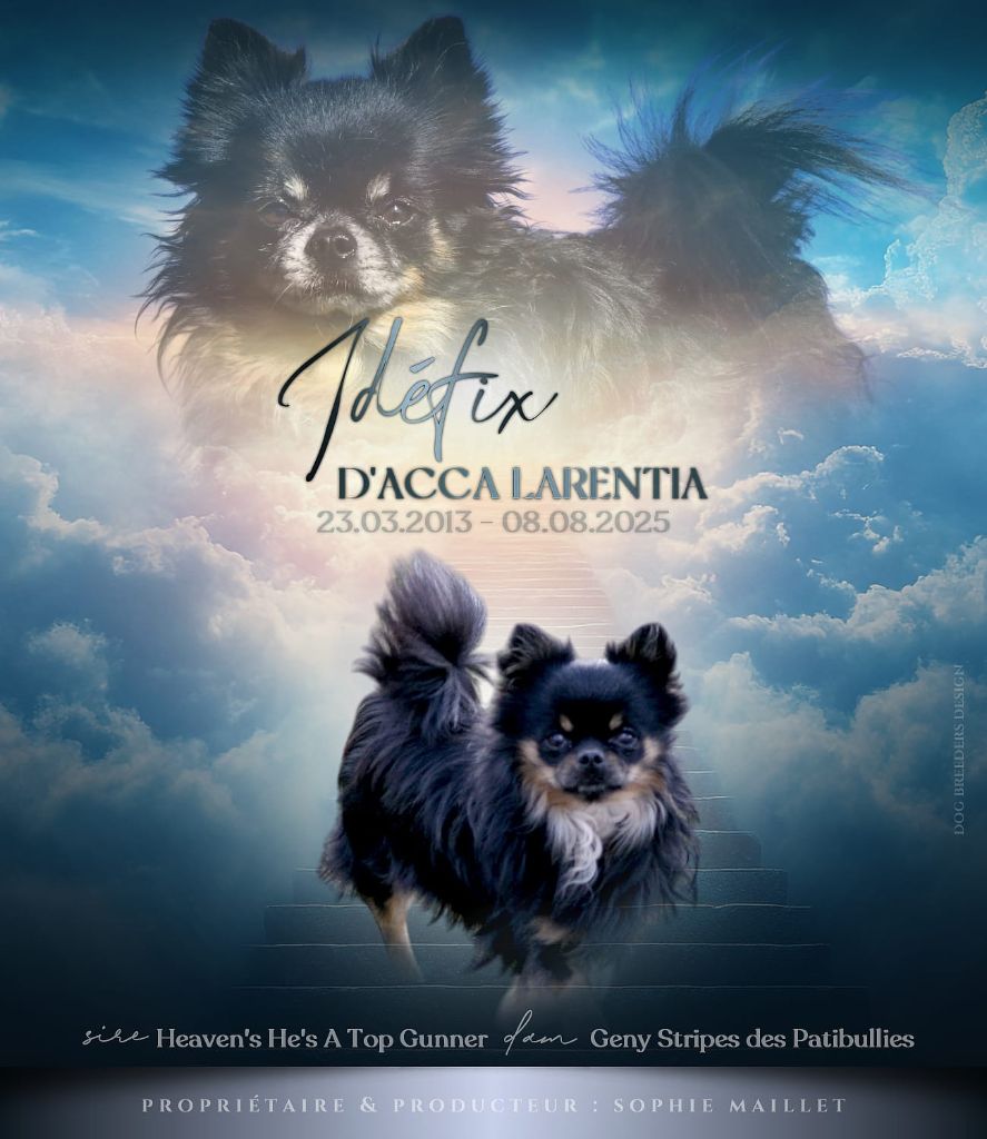 Idefix d'Acca Larentia