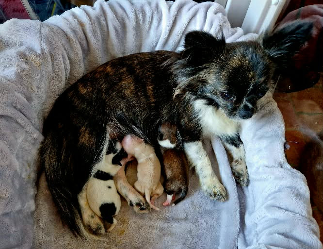 Chiot Chihuahua d'Acca Larentia