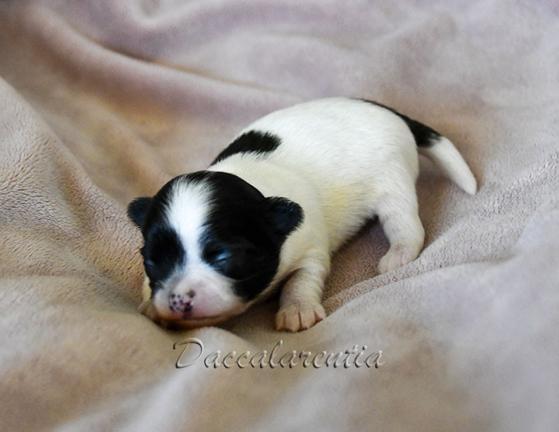 d'Acca Larentia - Chiots disponibles - Chihuahua