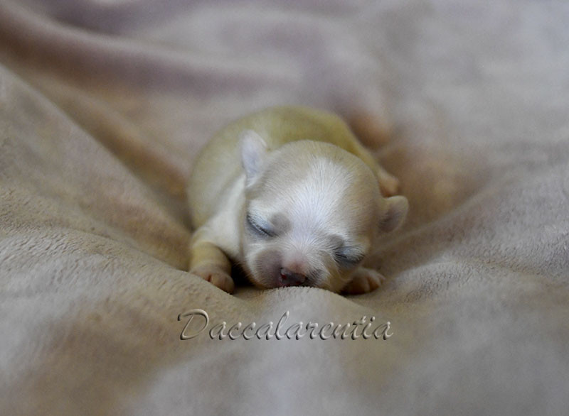 d'Acca Larentia - Chiots disponibles - Chihuahua