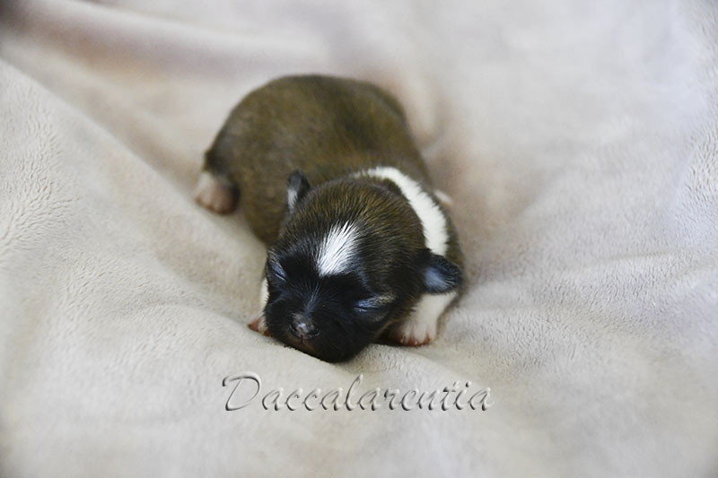 d'Acca Larentia - Chiots disponibles - Chihuahua