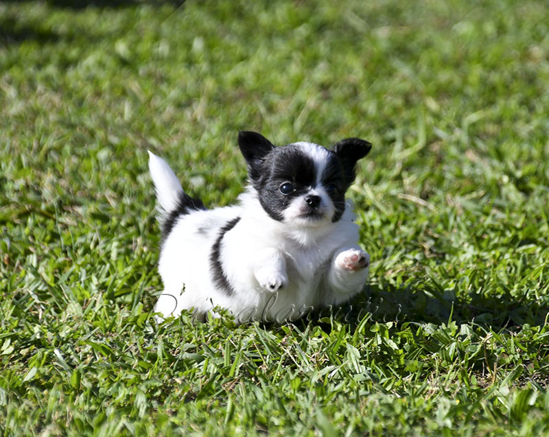 d'Acca Larentia - Chiots disponibles - Chihuahua