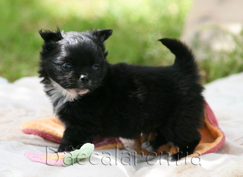 d'Acca Larentia - Chihuahua - Portée née le 06/05/2016