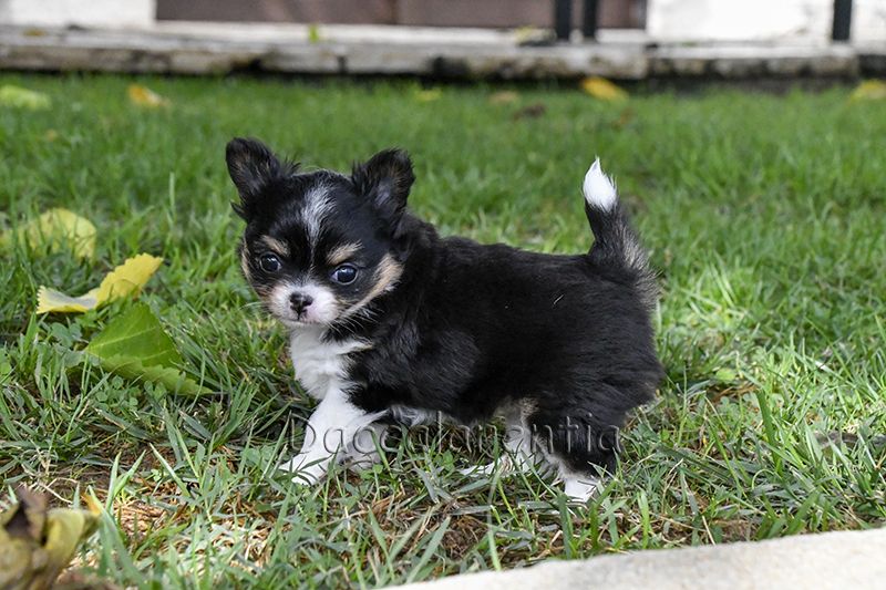 Chiot Chihuahua d'Acca Larentia