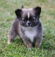 CHIOT
