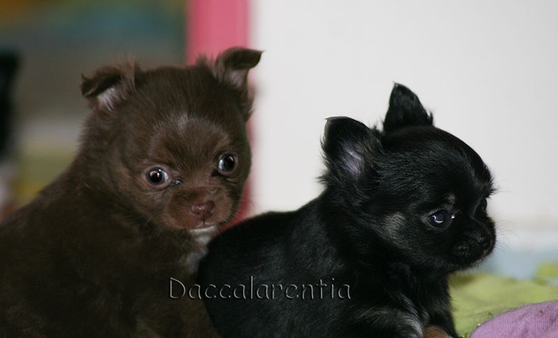 d'Acca Larentia - Chihuahua - Portée née le 05/01/2016